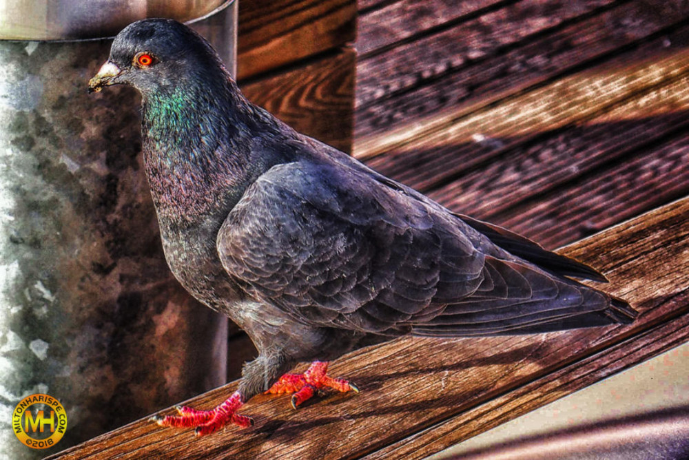 German Speaking Pidgeons, Frankfurt, Germany