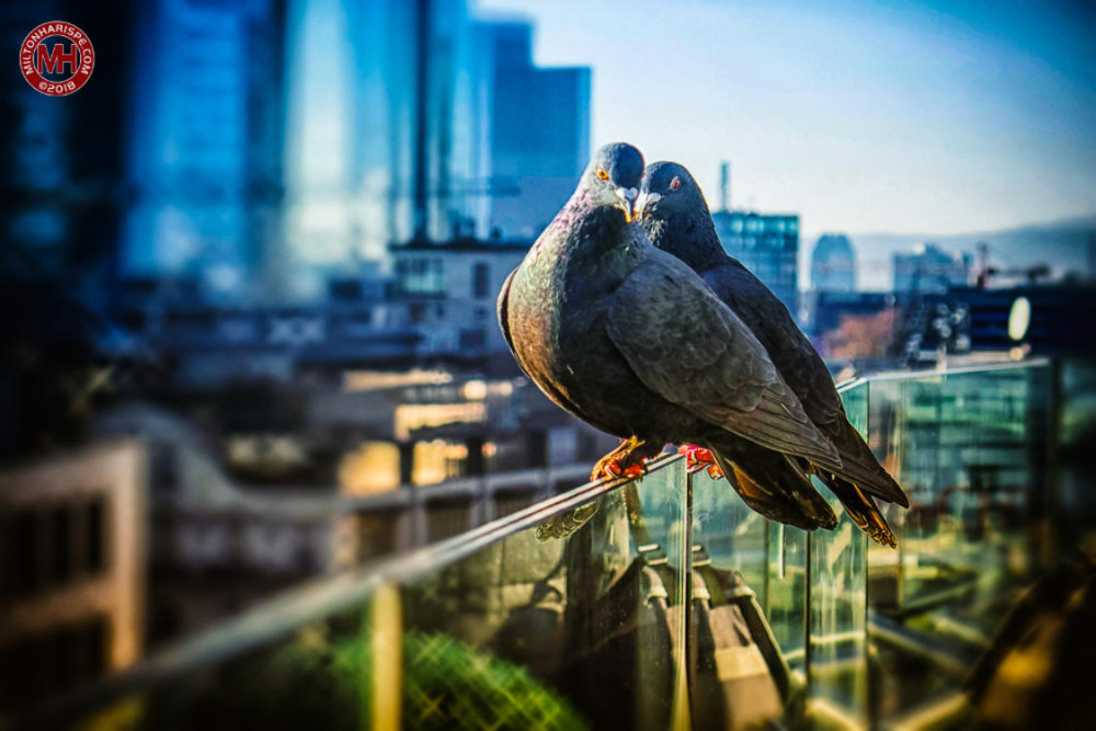 German Speaking Pidgeons, Frankfurt, Germany