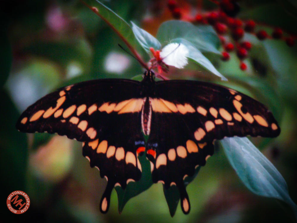 Butterfly World, Coconut Creek, Florida, USA