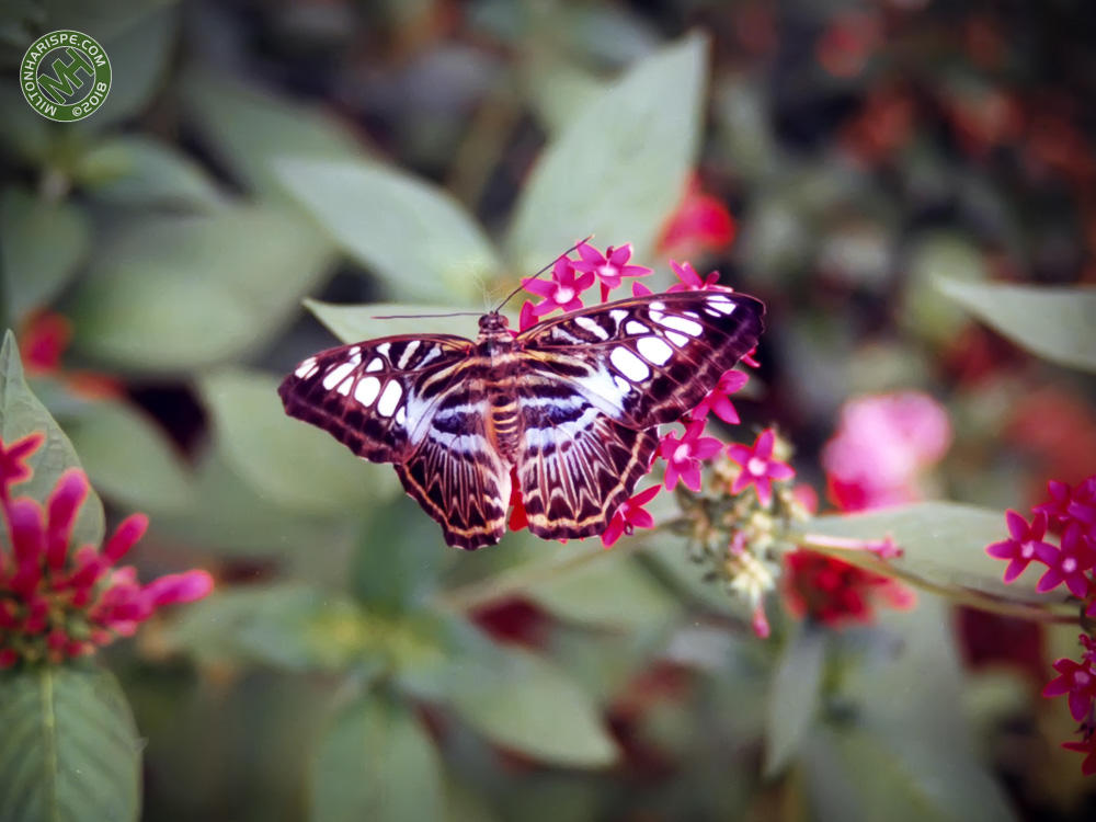 Butterfly World, Coconut Creek, Florida, USA